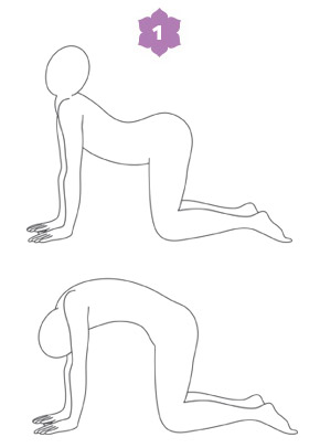 Lezione di Hatha Yoga - Sardula-asana, il gatto