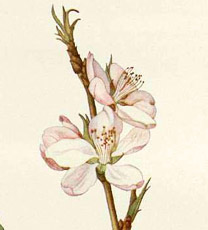 Fiori di Bach: Cherry Plum
