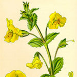 Fiori di Bach: Mimulus