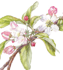 Crab Apple