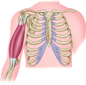 Biceps-brachii