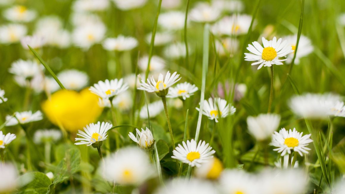 Benvenuta primavera