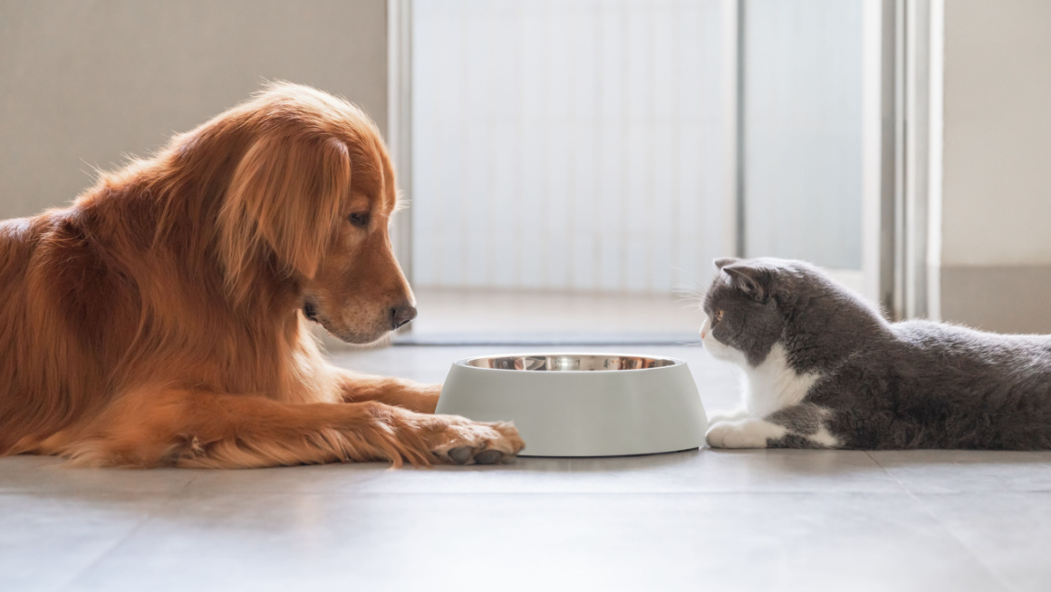 La salute nella ciotola: alimentazione per cani e gatti