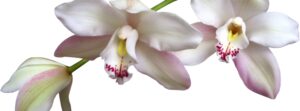 orchidea- primavera